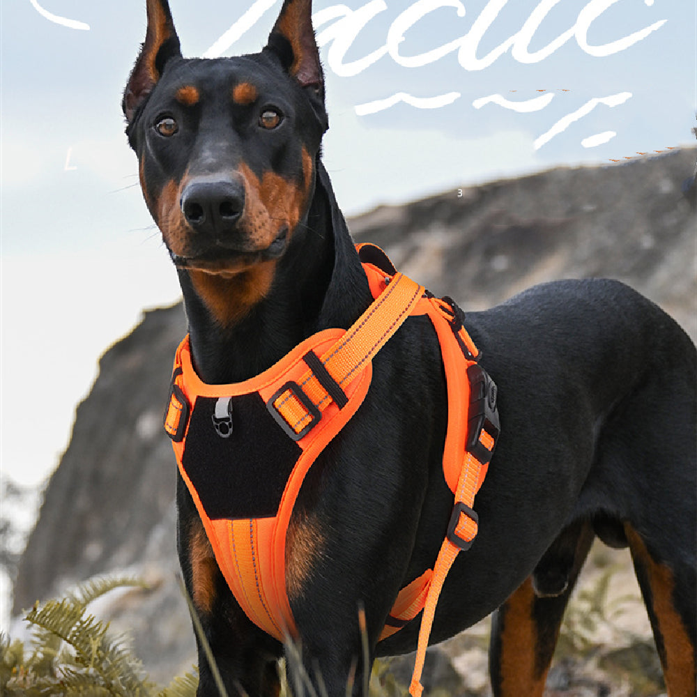 Pet Accessories